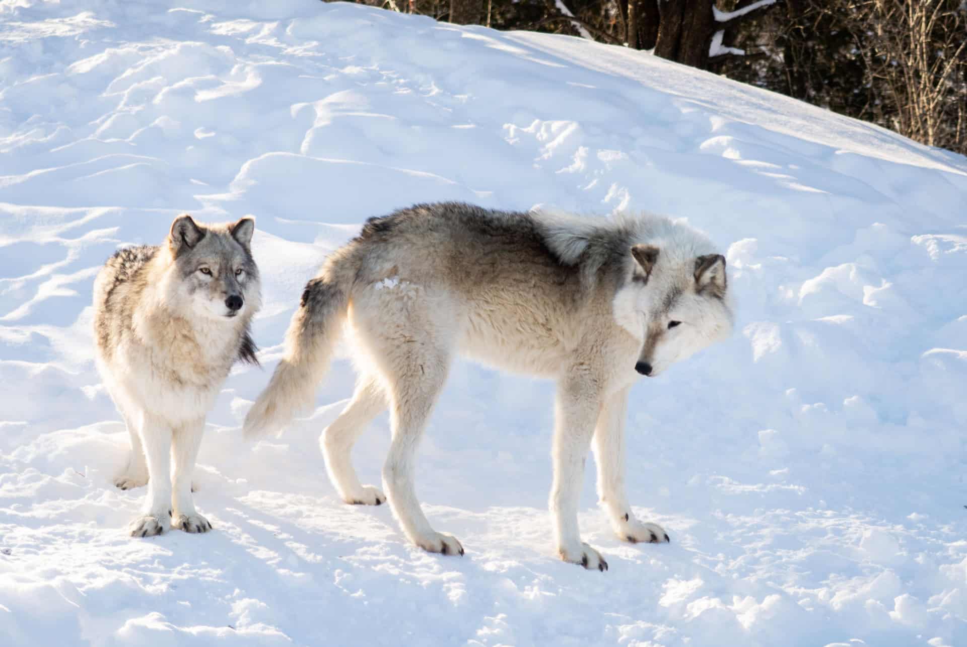 loups au zoo ecomuseum