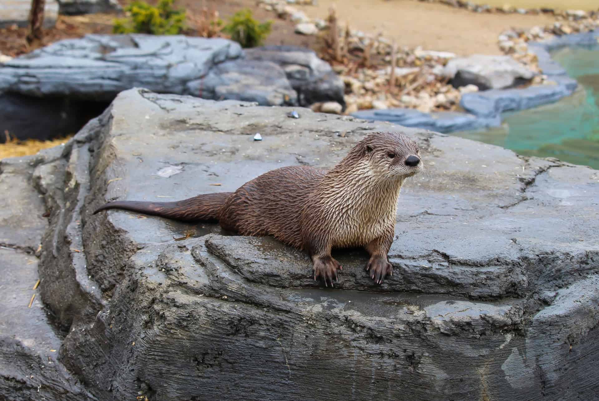 loutre geante au zoo ecomuseum