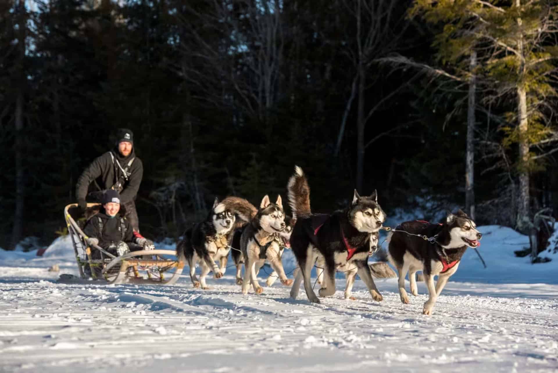 randonnee en chiens de traineau