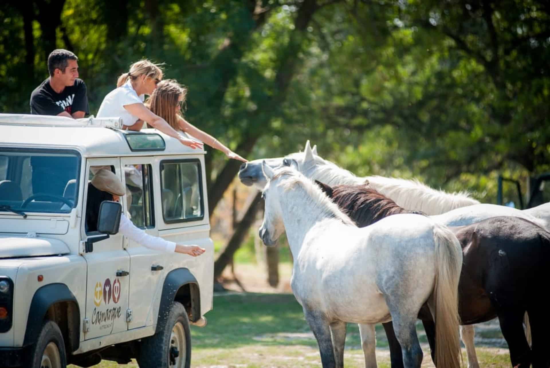 safari camargue