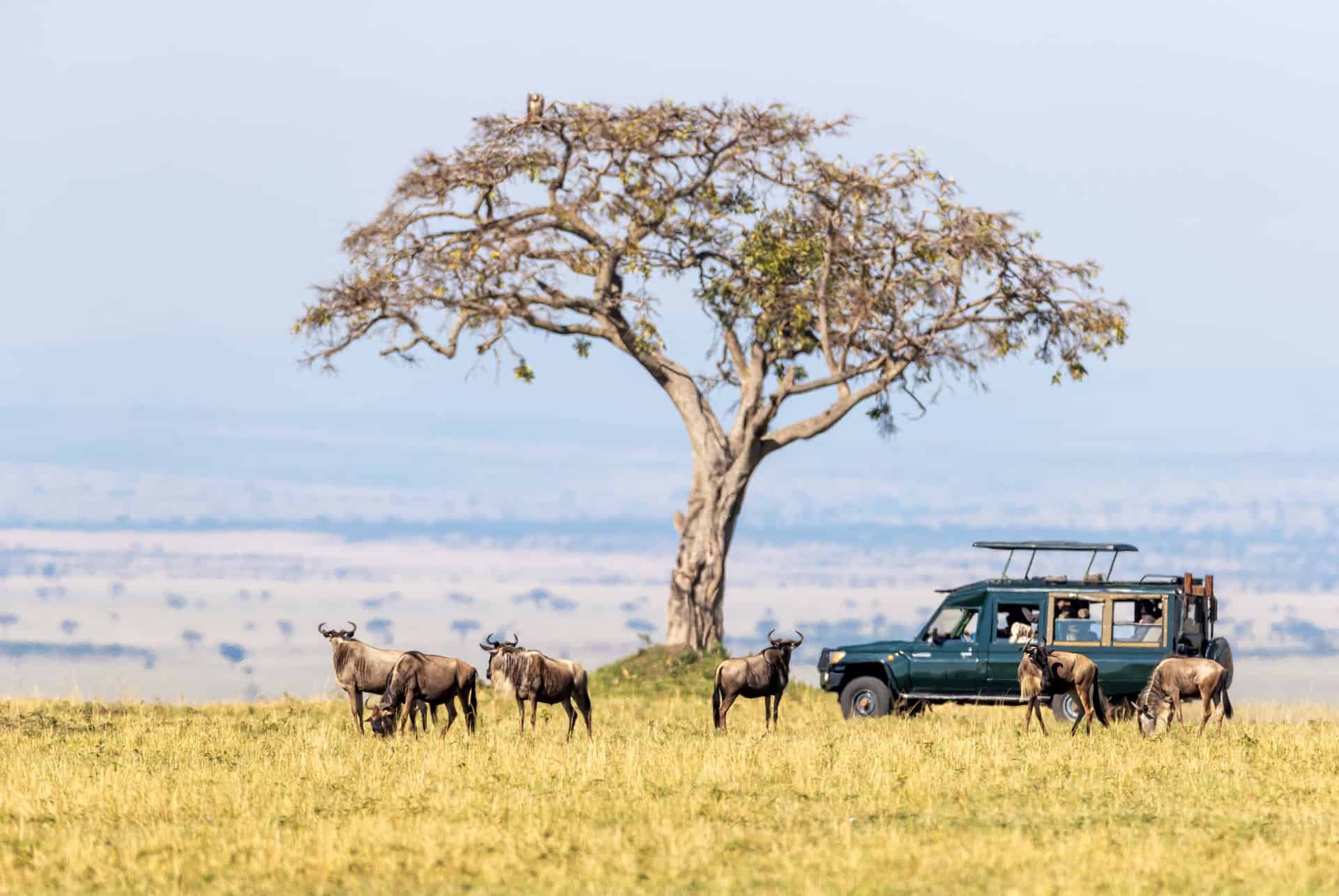 safari dans le masai mara