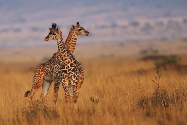 Safari guidé de 3 jours au Masaï Mara