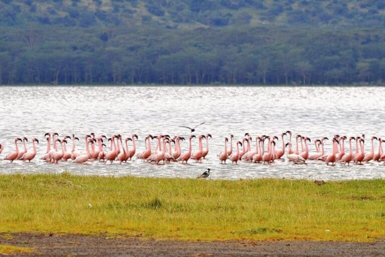 Safari guidé de 4 jours à Masaï Mara et au lac Nakuru 