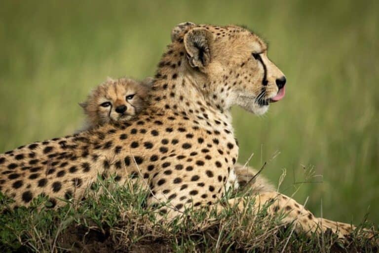 Safari guidé de 6 jours au Masaï Mara, lac Nakuru et Amboseli 