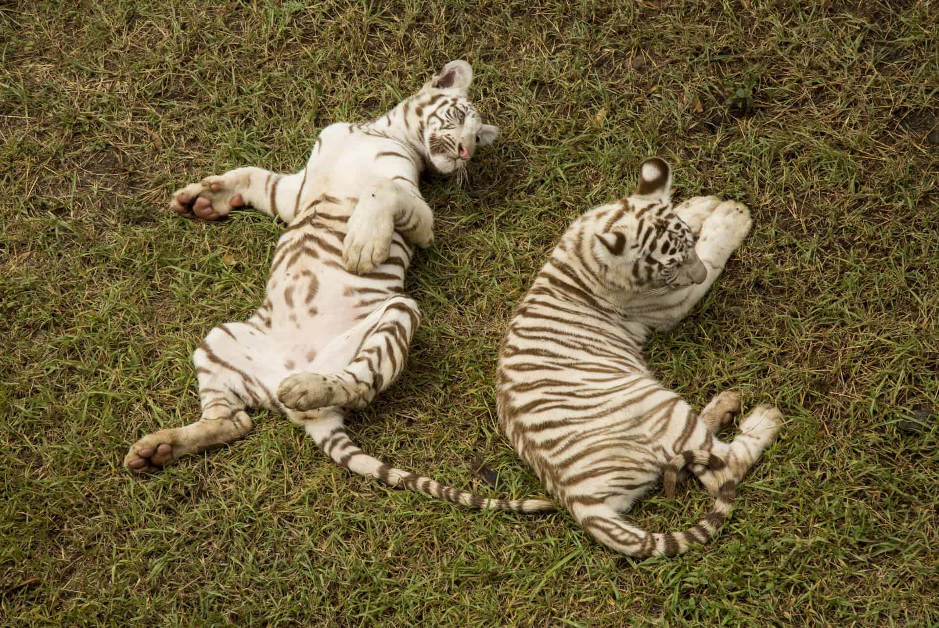 tigres au Parc de Casela