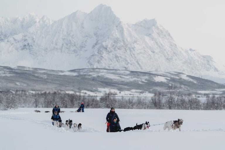 Chiens de traîneau depuis Tromsø