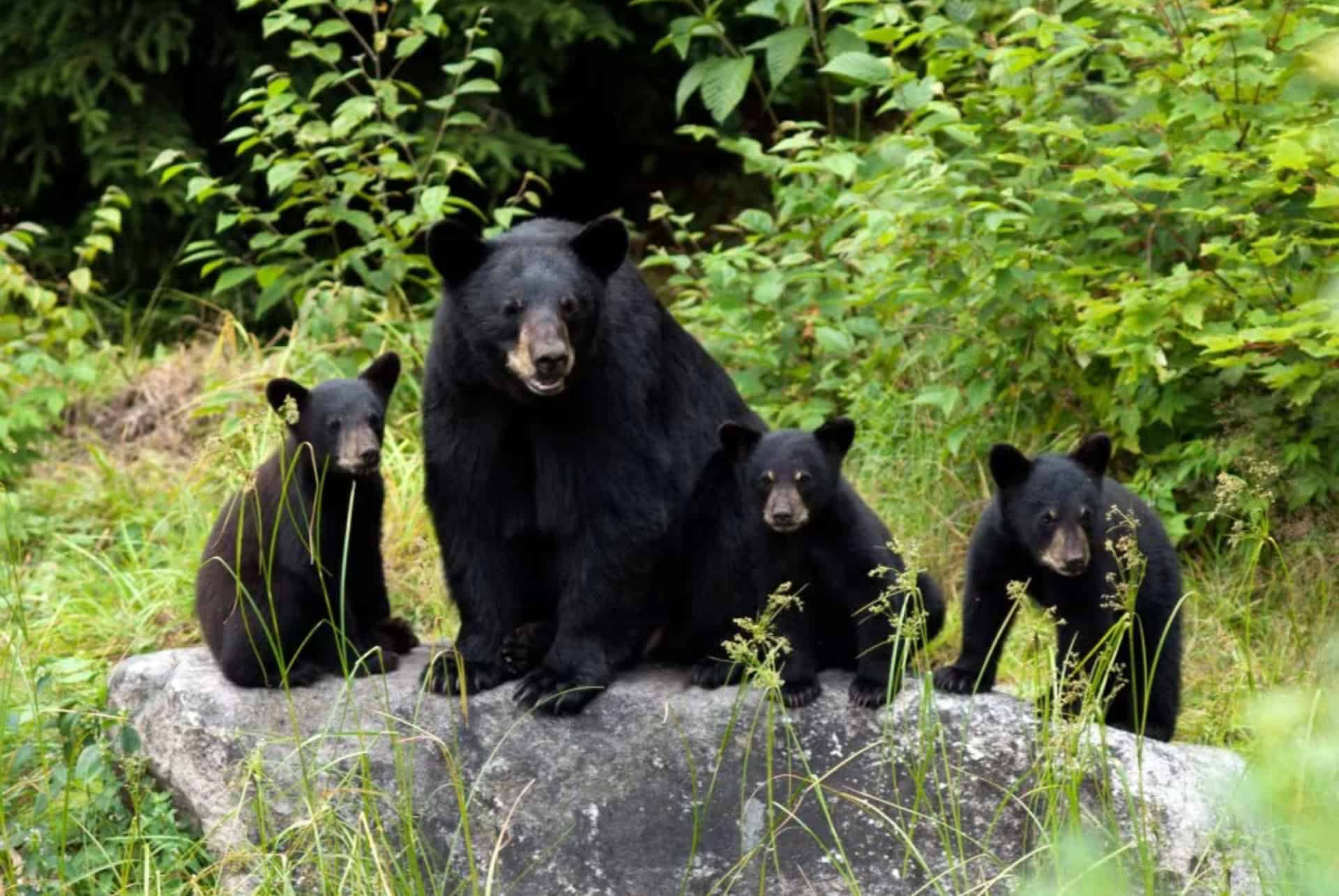 une maman ours noir et ses petits oursons