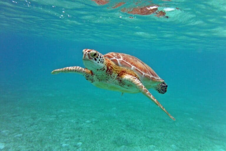 Plongée avec des tortues à Akumal