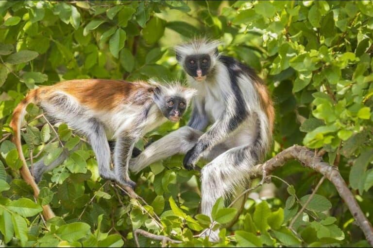 Visite guidée des singes colobes rouges dans la forêt de Jozani