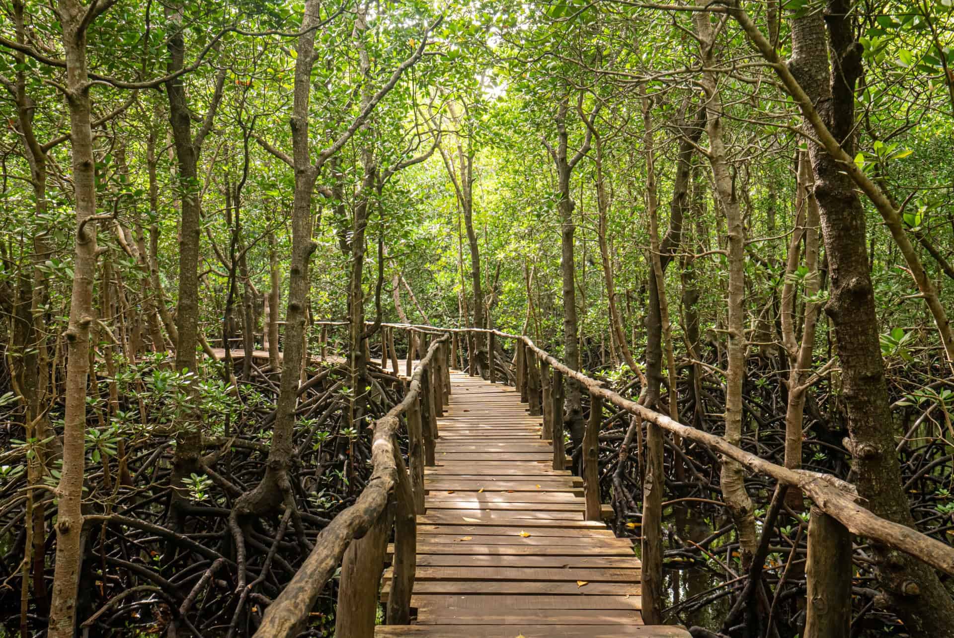 forêt de Jozani