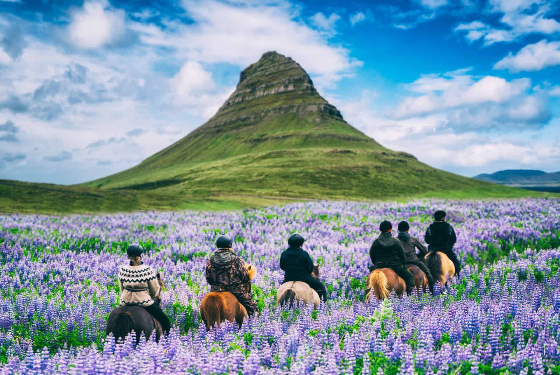 cheval en famille islande