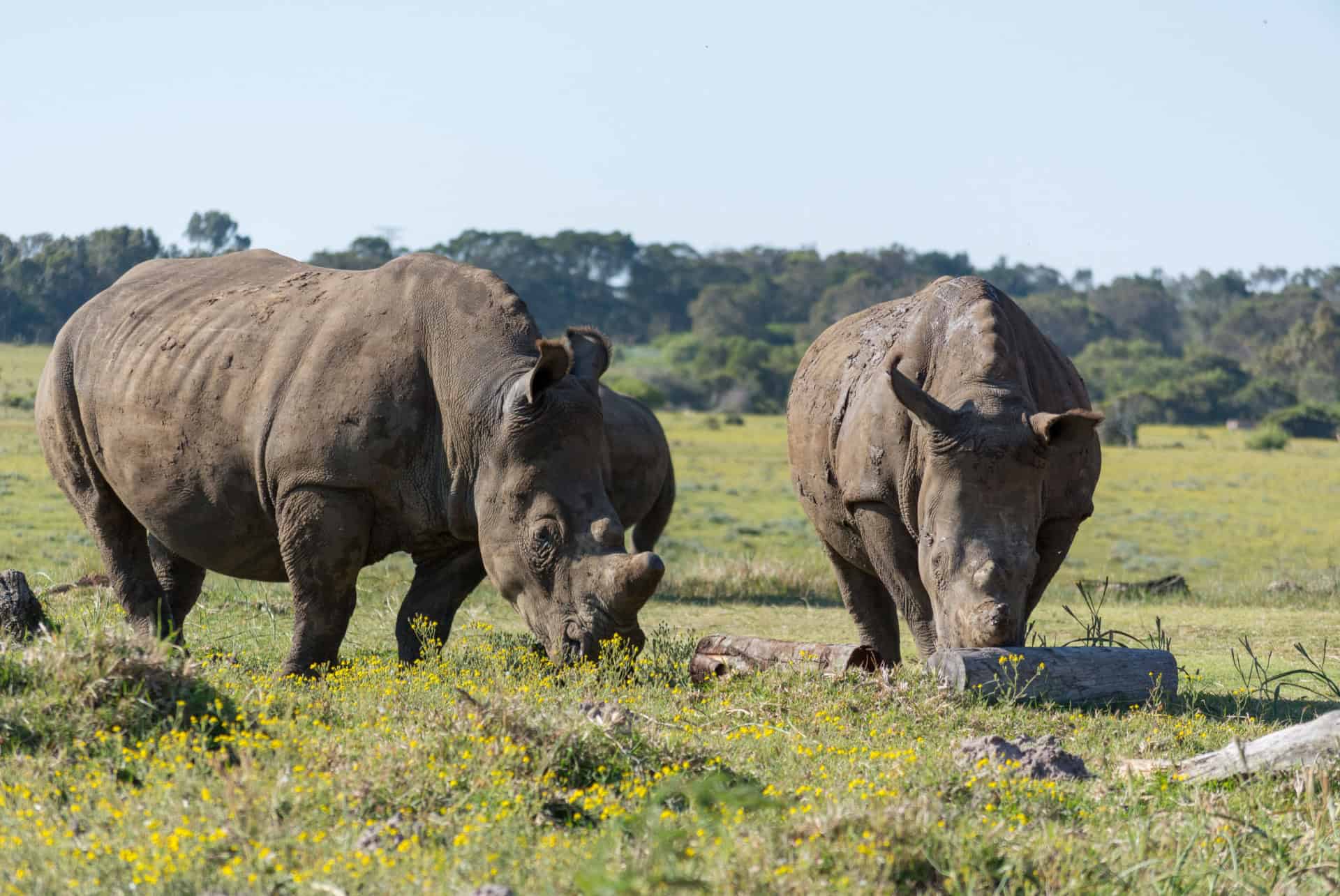 kragga kamma game park