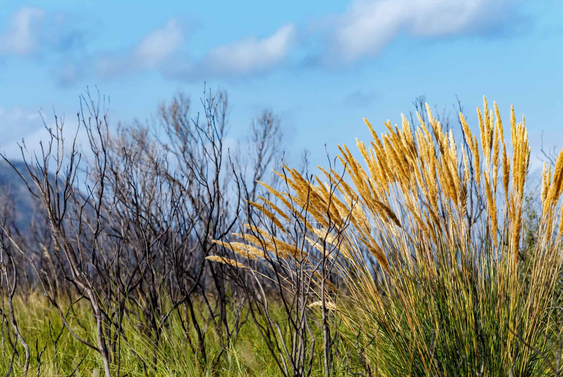 van stadens wildflower reserve que faire port elizabeth