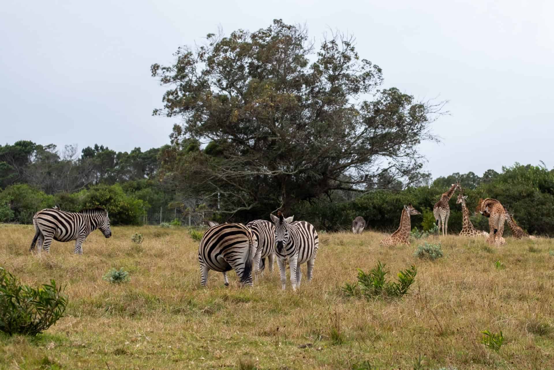 zebres kragga kamma game park