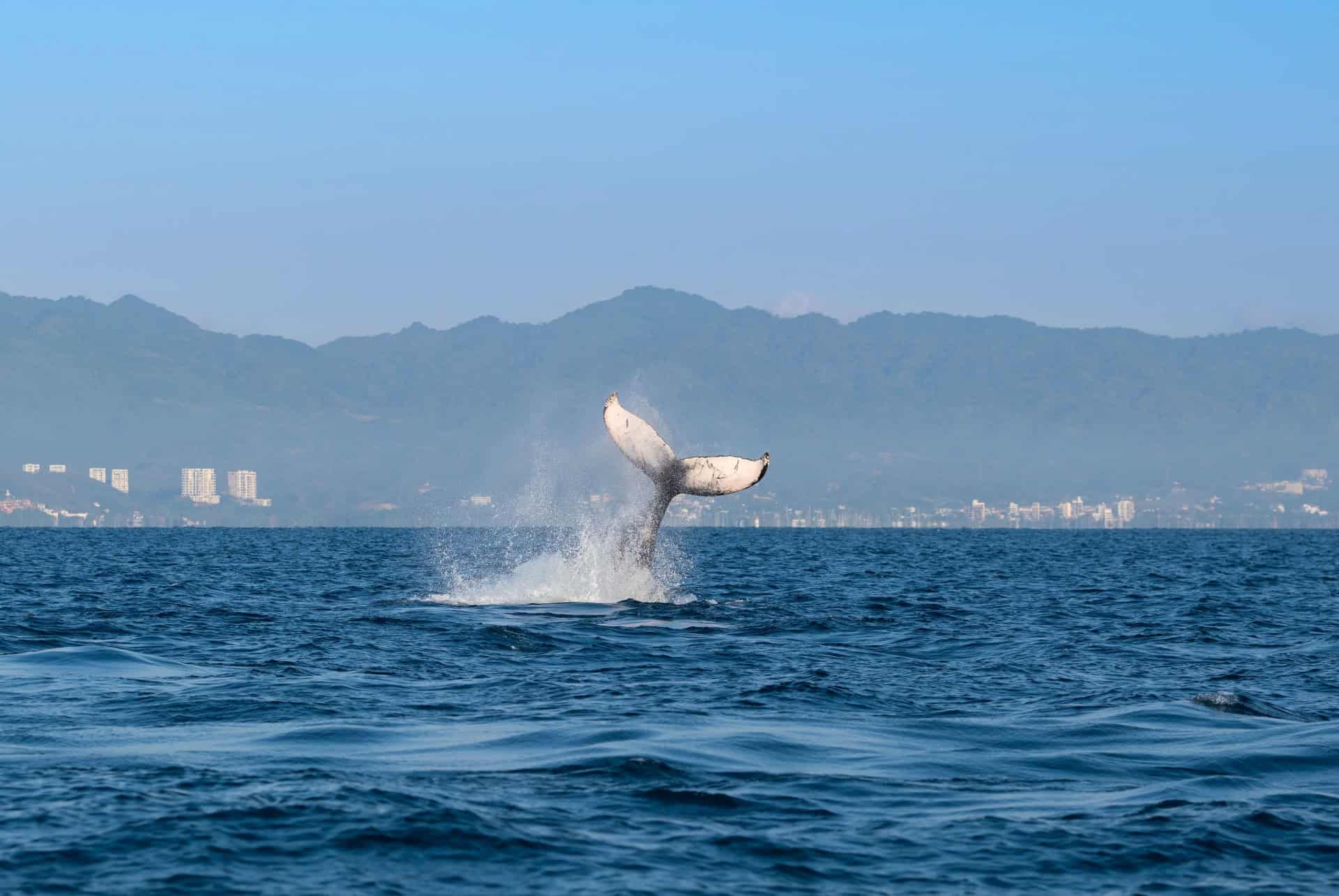 baleines puerto vallarta