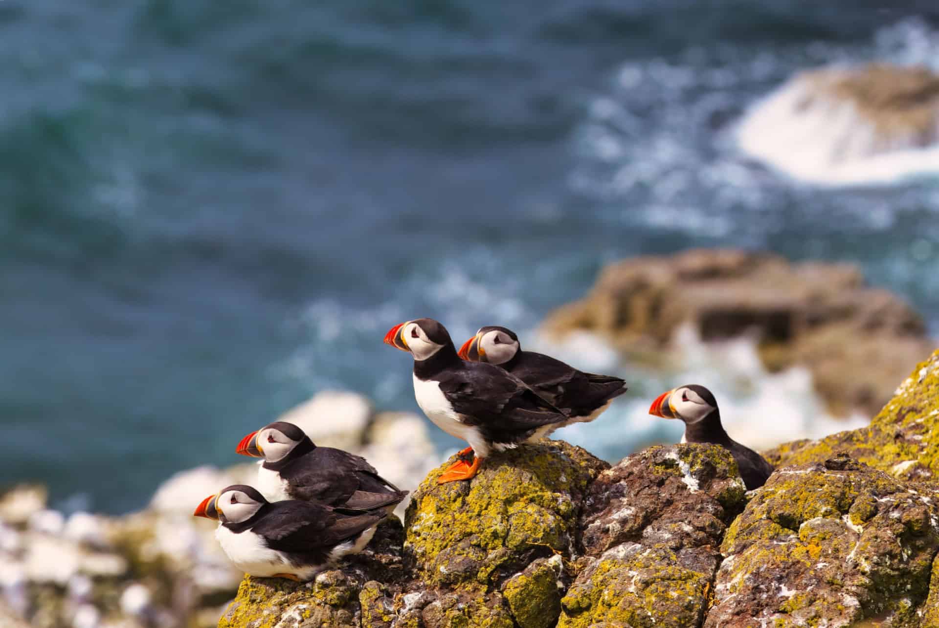 macareux islande mai