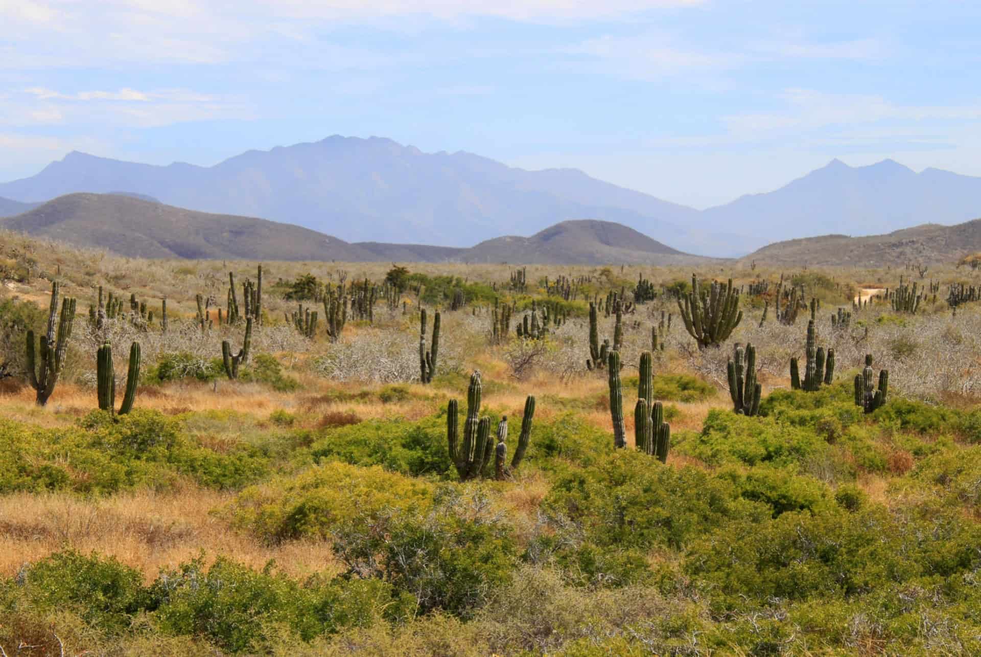 paysages cactus mexique fevrier